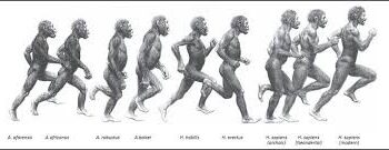 兩種不同的動態，走路、跑步大不相同-讀《Endurance running and the evolution of Homo》