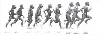 兩種不同的動態，走路、跑步大不相同-讀《Endurance running and the evolution of Homo》