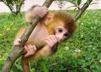 再患足底筋膜炎，治療經驗分享