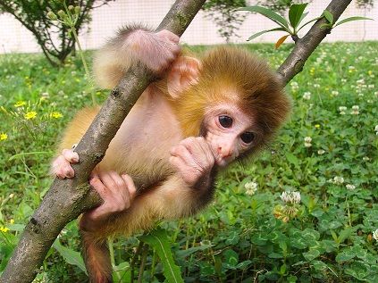 再患足底筋膜炎，治療經驗分享