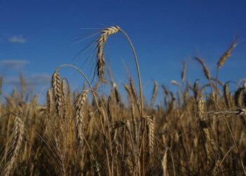 市場觀察-俄羅斯入侵烏克蘭的投資方向